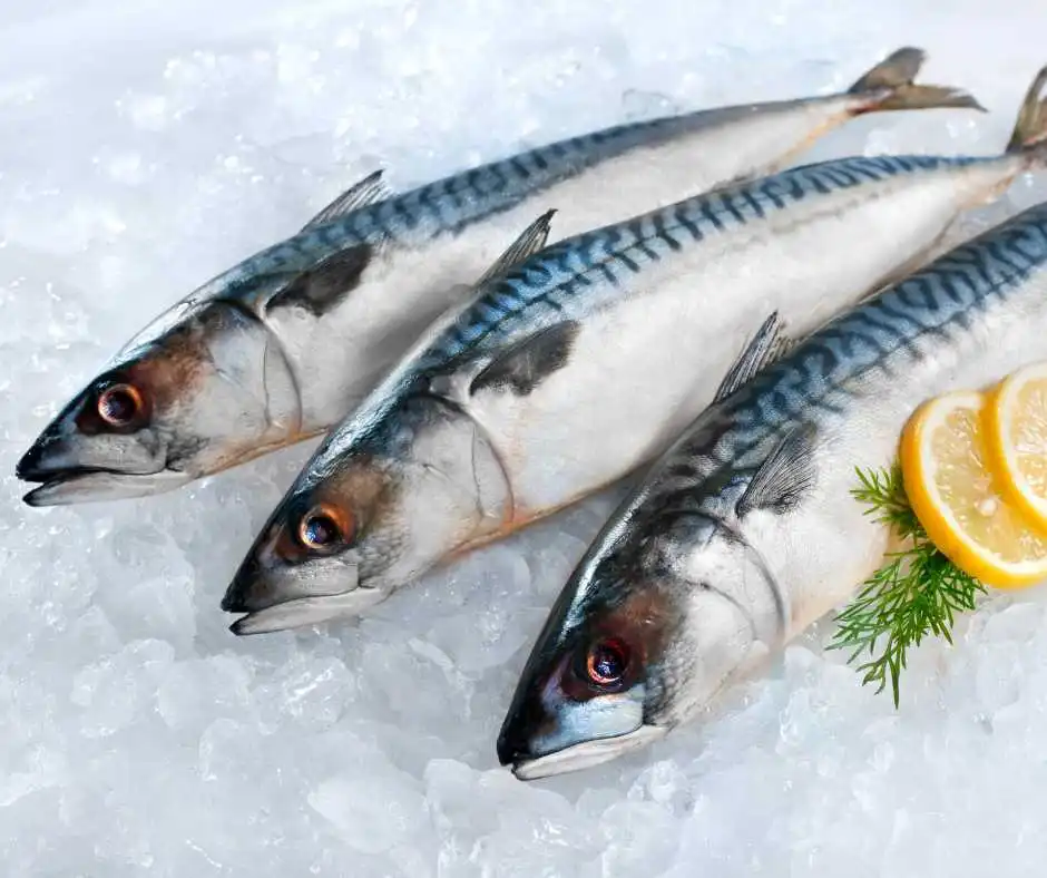 pesce grasso migliore sgombro